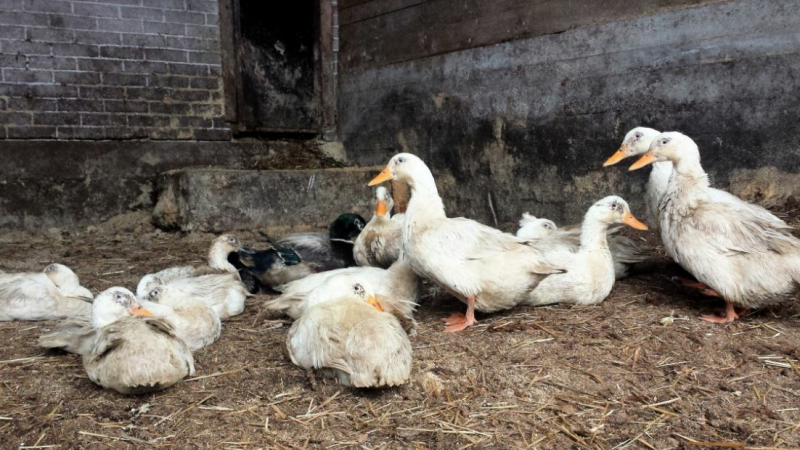 Du mieux coté Influenza aviaire
