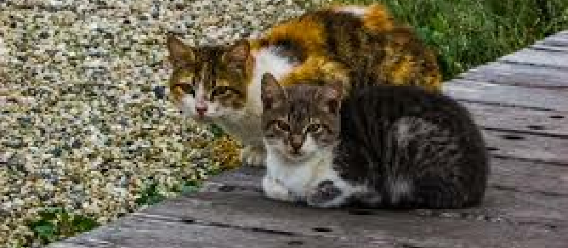 Stop à la prolifération des chats errants