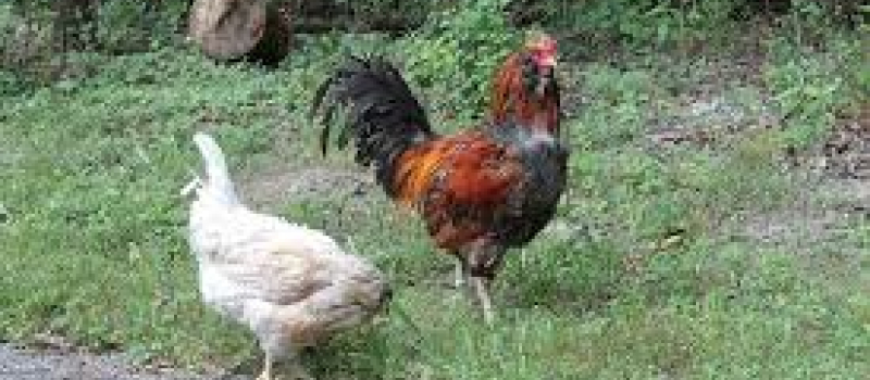 Grippe aviaire la surveillance demeure