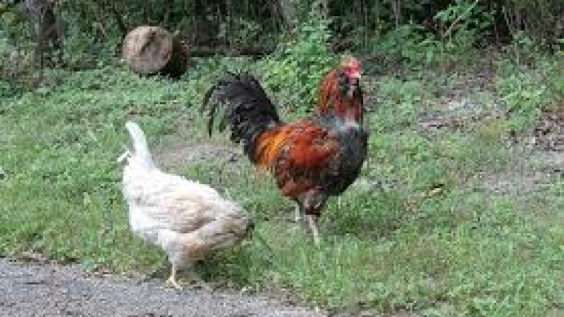 Grippe aviaire la surveillance demeure