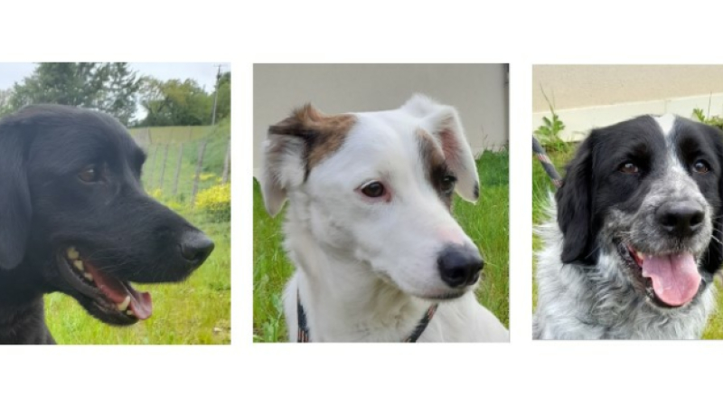 Cette semaine, la SPA vous présente Loki et Junior et la belle Maya 