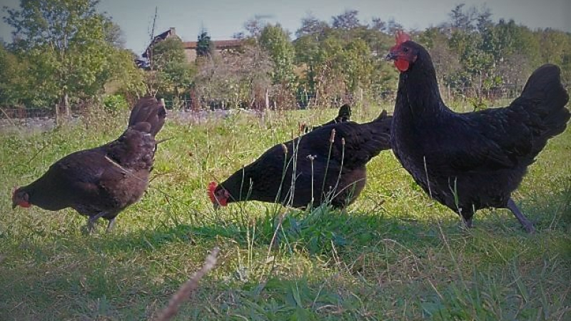 Il faut sauver la Poule Noire d'Astarac-Bigorre !
