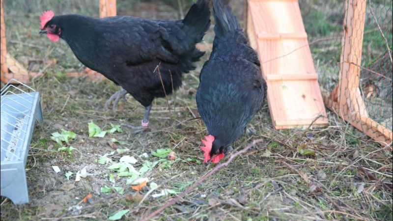 Les poules gasconnes réduisent toujours les déchets dans le Gers