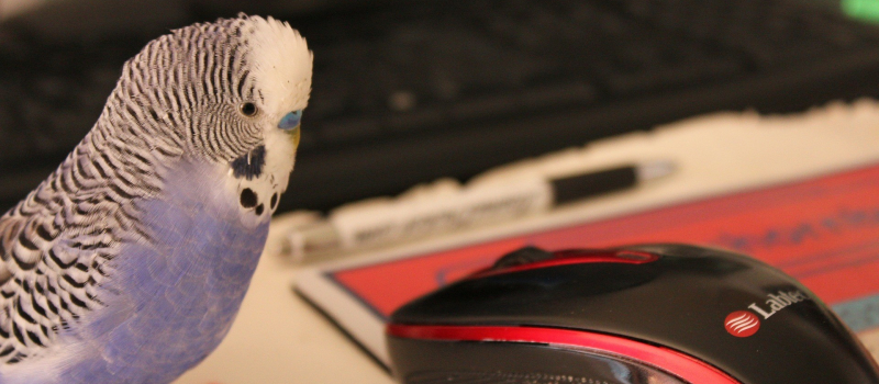 Bulletin Plume « moins 9 »
