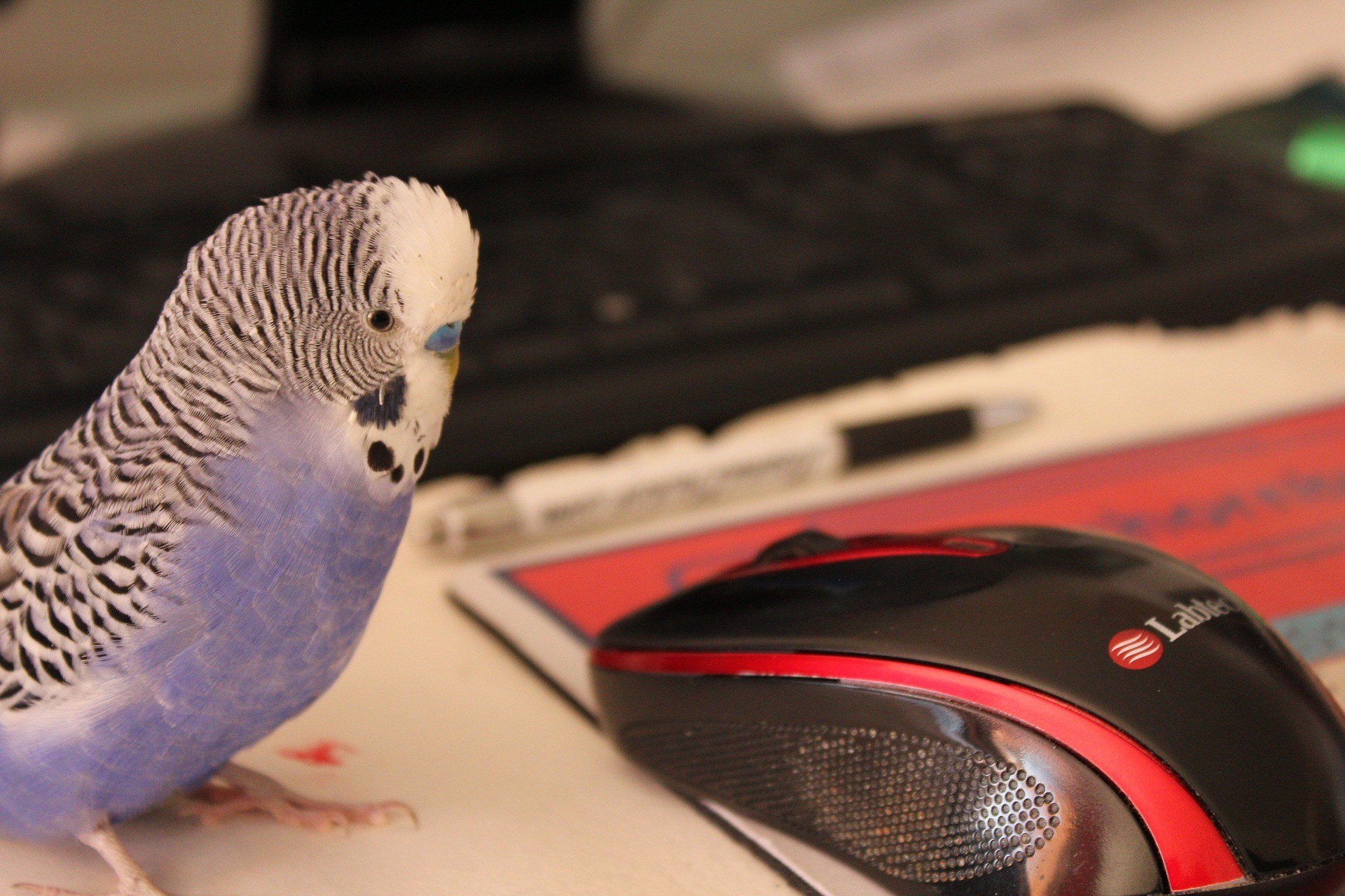 Crédit photo bluebudgie