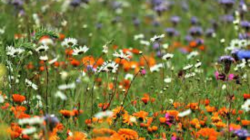 Faites entendre votre voix pour protéger la biodiversité