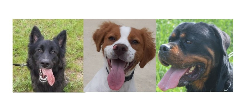 Les trois toutous joueurs de la semaine !