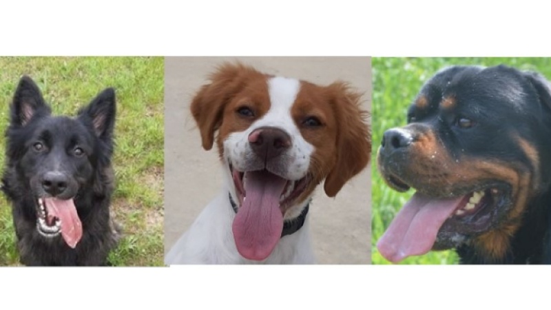 Les trois toutous joueurs de la semaine !