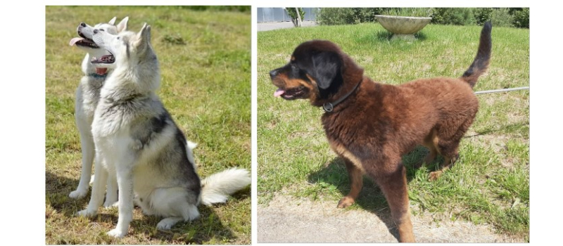 Cette semaine, deux beaux Husky de Sibérie et la jeune Patty