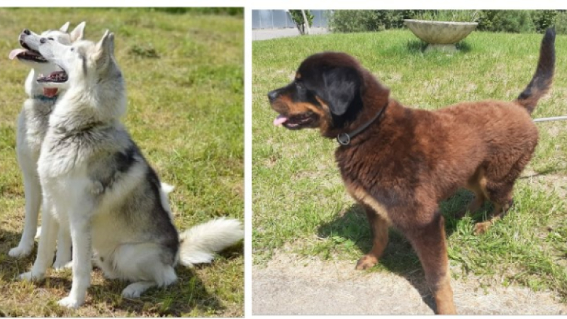 Cette semaine, deux beaux Husky de Sibérie et la jeune Patty