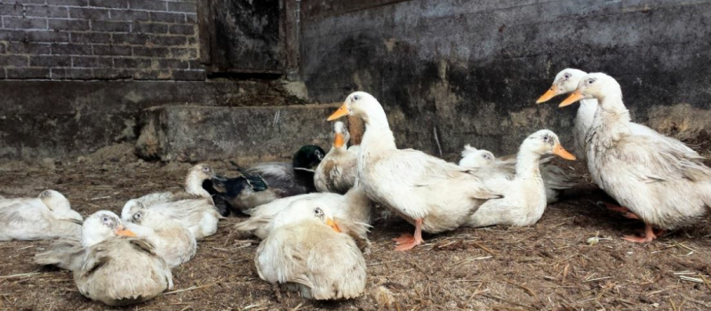 L’influenza aviaire fin d'un épisode douloureux pour les éleveurs