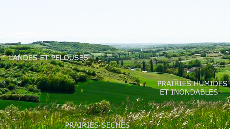 Restaurer les herbages avec Life Coteaux gascons (réunion à Saint-Pierre-d'Aubézies)  