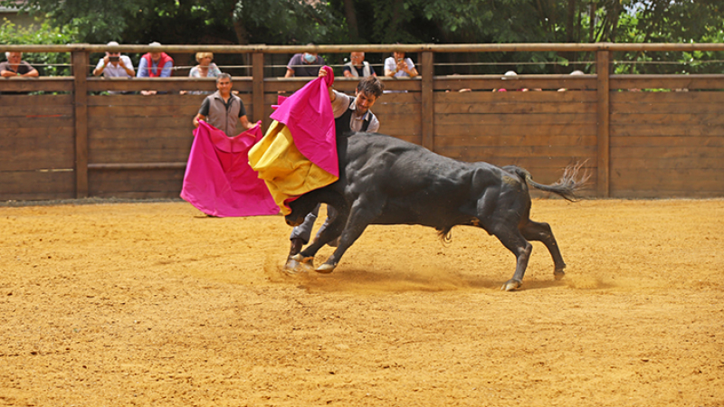 Les arènes du Lartet revivent