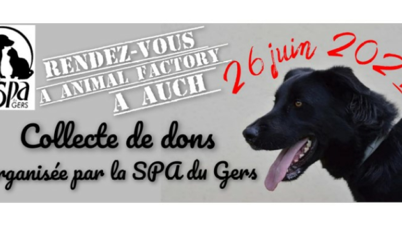 Samedi 26 juin, journée mondiale contre l'abandon des animaux de compagnie