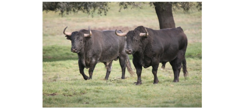 Toros en Vic : corrida du dimanche matin 11 h