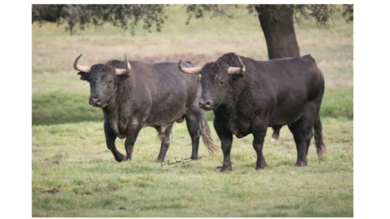 Toros en Vic : corrida du dimanche matin 11 h