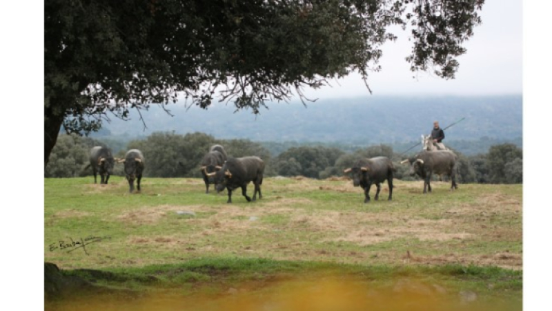 Toros en Vic : dimanche 11 juillet 18 h