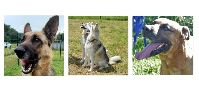 Lana, Tibs et les inséparables Niorck et Luna vous attendent à la SPA