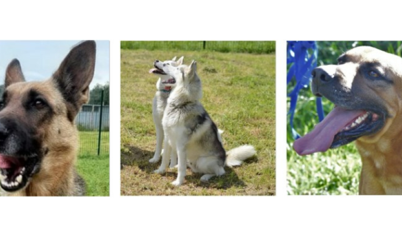 Lana, Tibs et les inséparables Niorck et Luna vous attendent à la SPA