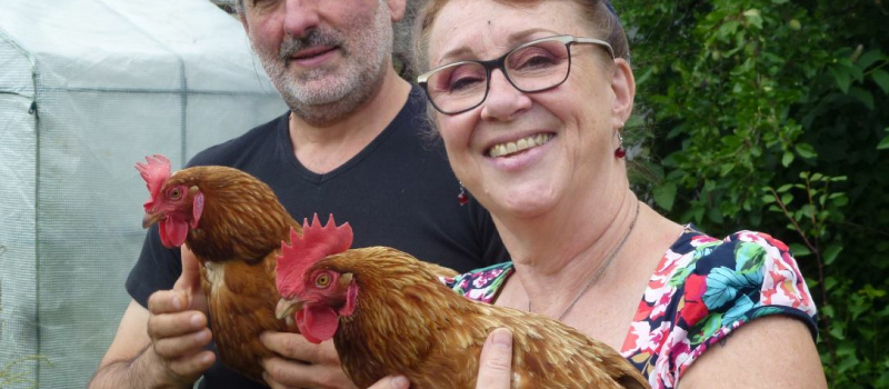 Une deuxième vie pour les poules pondeuses