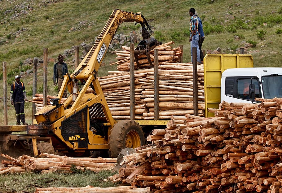 La déforestation : une des causes de la régression du jour du dépassement - Illustration Piqsels.com