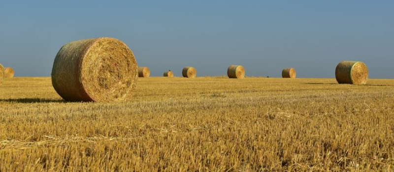 Un bilan hétérogène des récoltes 2021 des céréales à paille