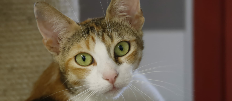 La SPA du Gers célèbre la journée internationale du chat