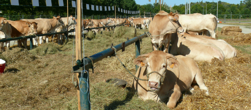 La 11ème édition de Gascogn'Agri se prépare
