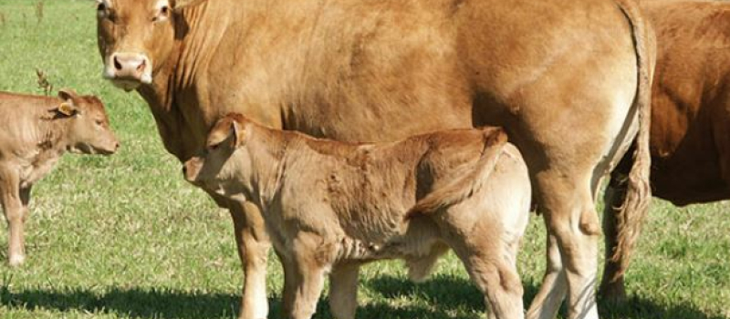 Covid 19 : Indemnisations des élevages de bovins allaitants touchés par la baisse des cours