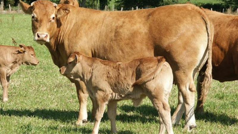 Covid 19 : Indemnisations des élevages de bovins allaitants touchés par la baisse des cours