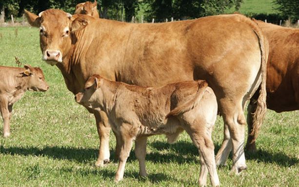 Vaches allaitantes