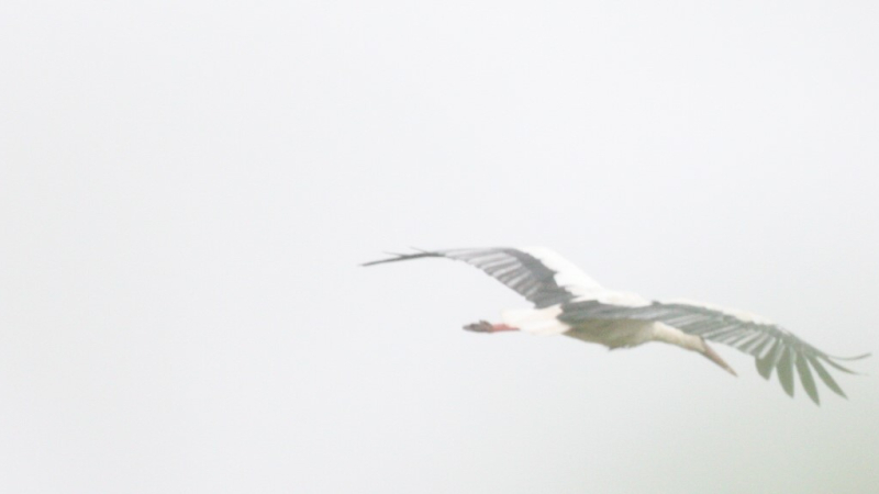 Quand Bezolles séduit Dame cigogne...