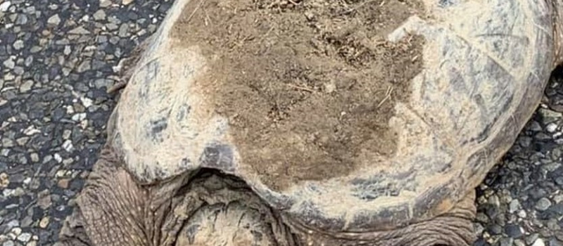 Une tortue abandonnée