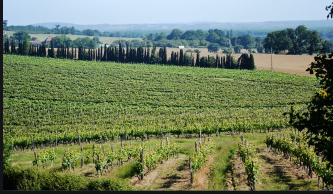 vignes.JPG