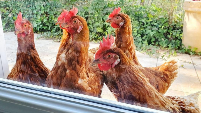 Poules cherchent familles d'adoption