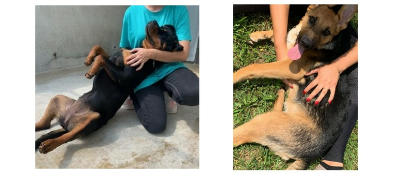 Le 26 août, une journée pour nos amis les chiens !