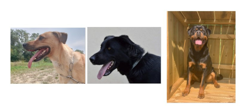 Les trois beaux chiens de la semaine !