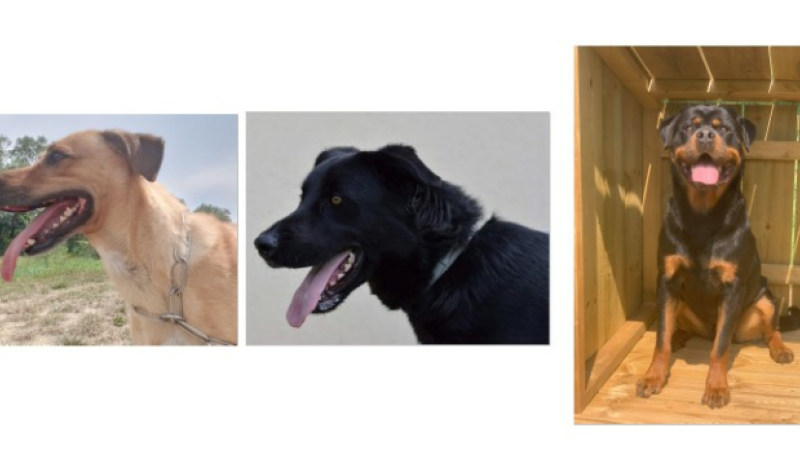 Les trois beaux chiens de la semaine !