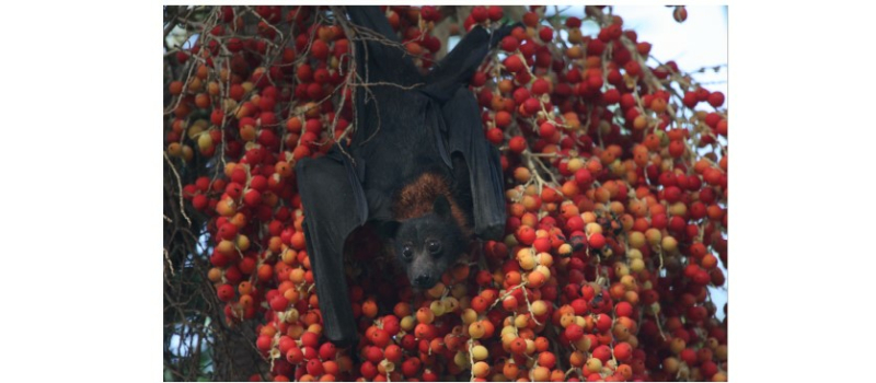 Chauve-souris mon amour