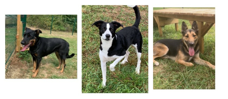 Deux chiens pleins d'énergie et une adorable demoiselle cette semaine
