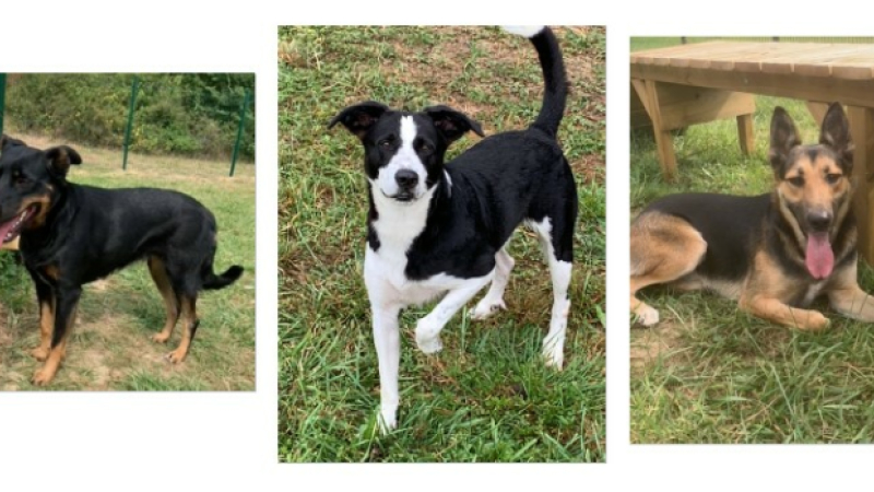 Deux chiens pleins d'énergie et une adorable demoiselle cette semaine