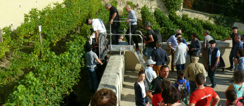 Vendanges à l'escalier monumental