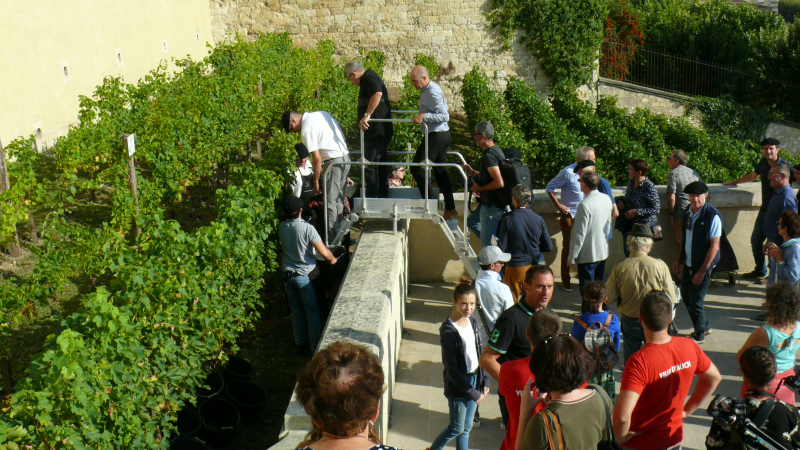 Vendanges à l'escalier monumental