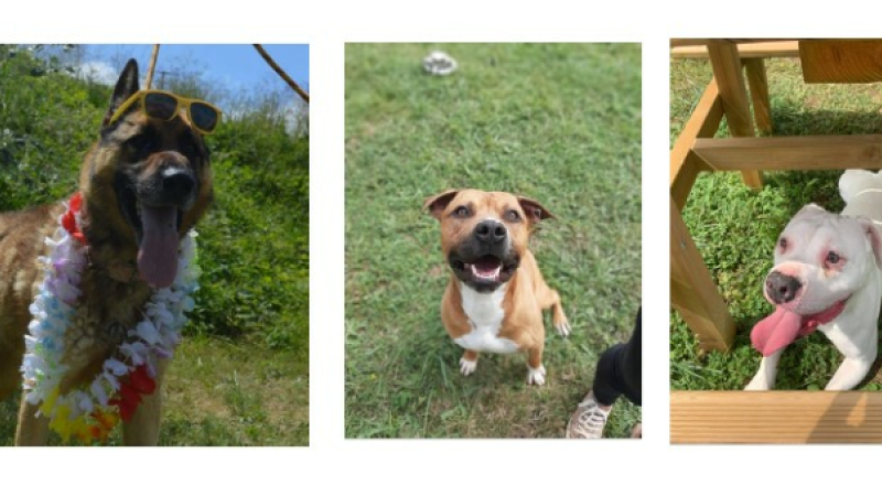 Trois chiens de belle taille cette semaine !