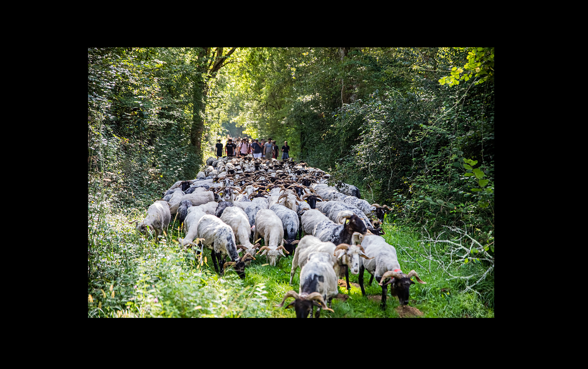 0 Arrivée du troupeau avec suite 1bis 170921.jpg
