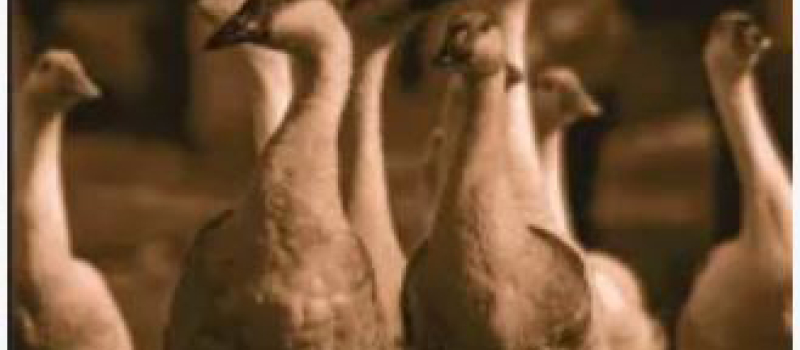 Du piment dans le foie gras