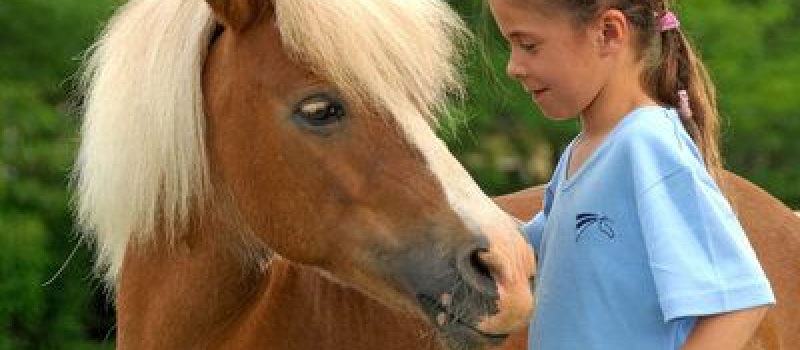 Portes ouvertes au Haras d'Olympe : C'est la fête du cheval