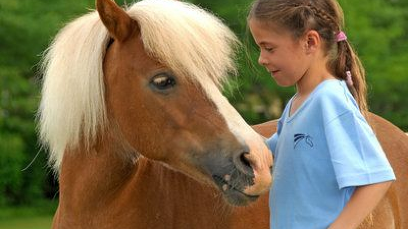 Portes ouvertes au Haras d'Olympe : C'est la fête du cheval