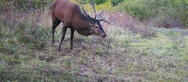 Une exclusivité lors de l'AG de la société de chasse Condom-Béraut