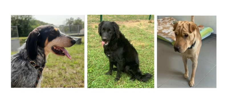 De jeunes chiens à l'honneur cette semaine !